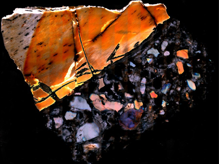 Metabolic Analyses of Animal Fossils Helps Scientists Reconstruct Million-Year-Old Environments